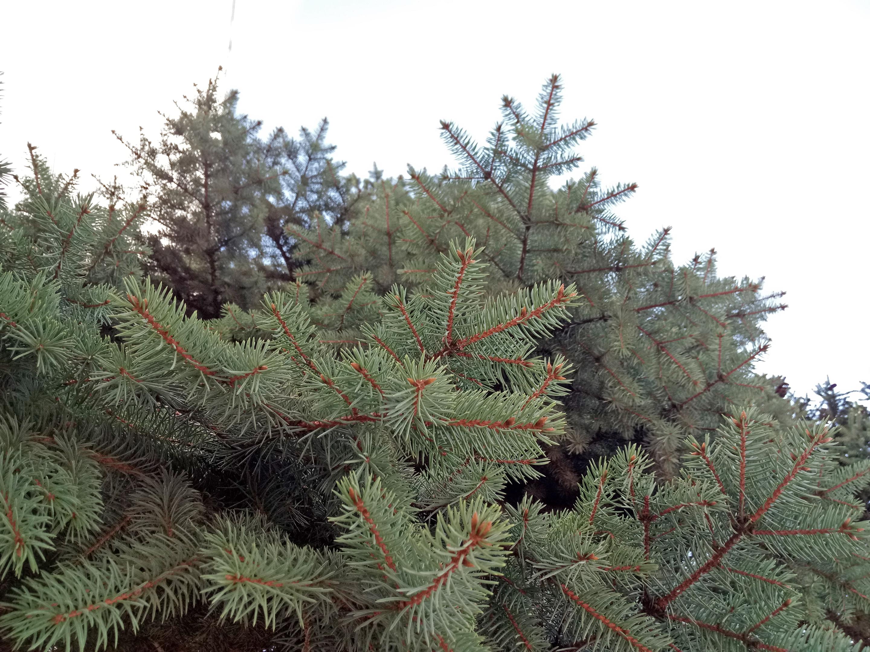 2016-1160