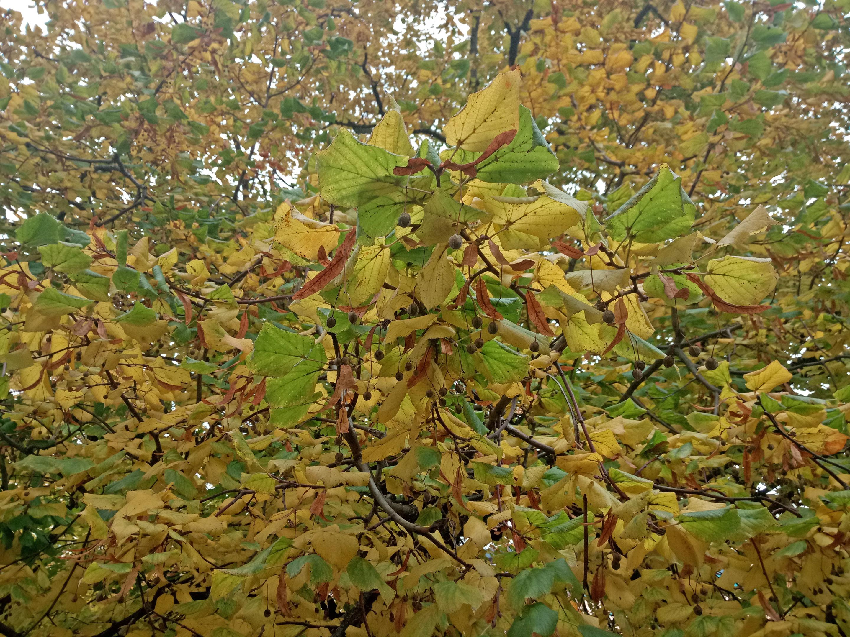 2016-1203