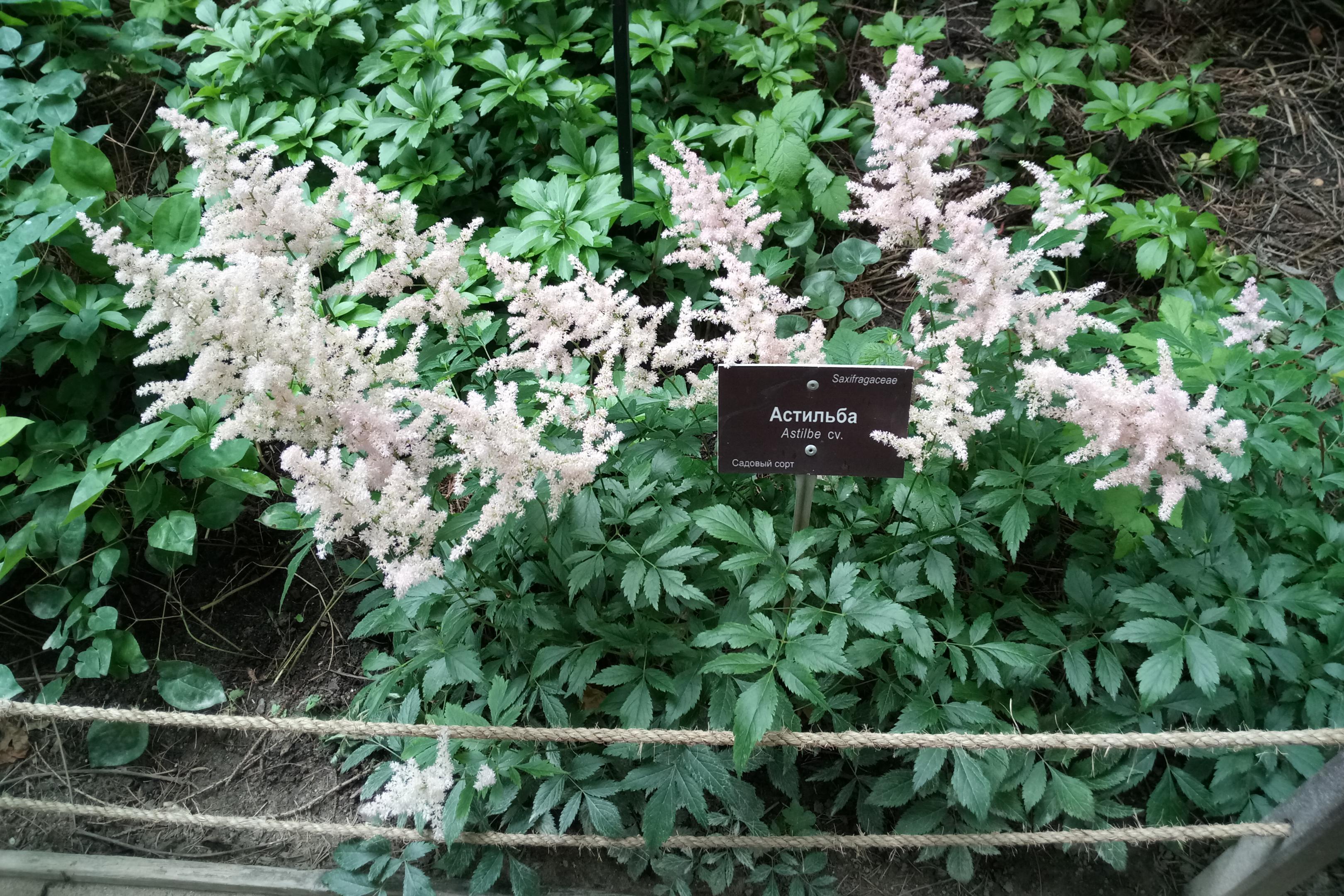 2017-0621