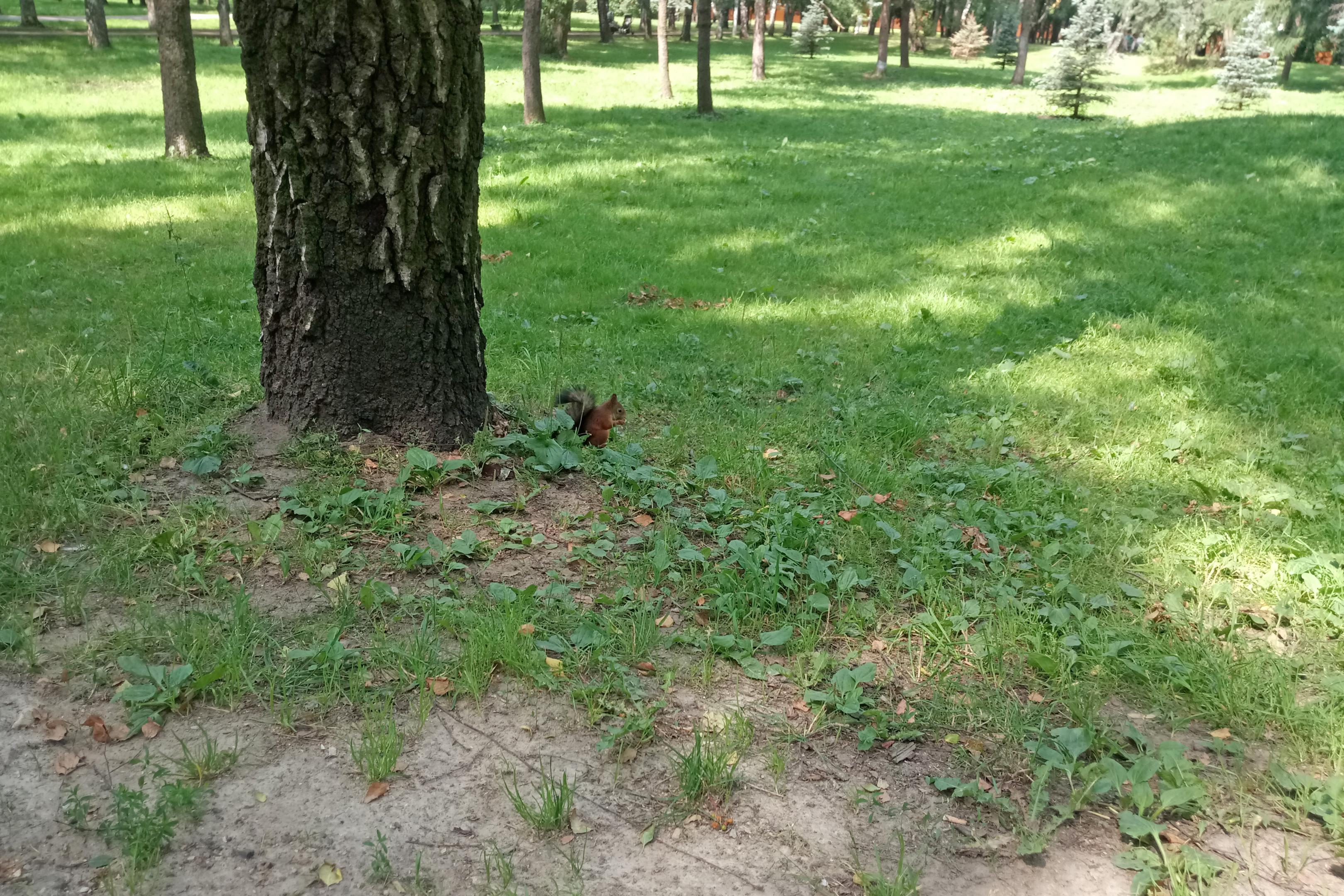 2017-0781