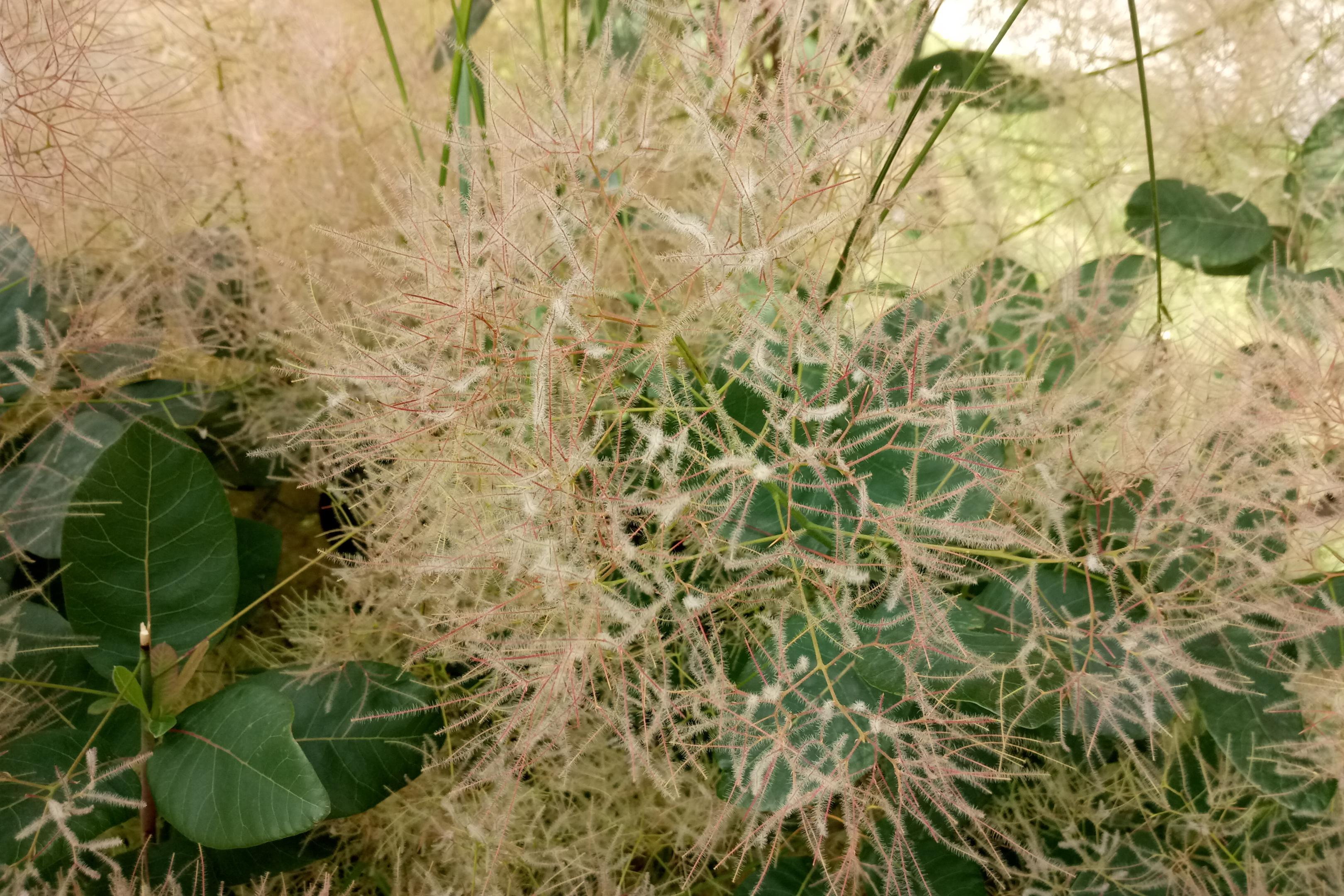 2017-0785