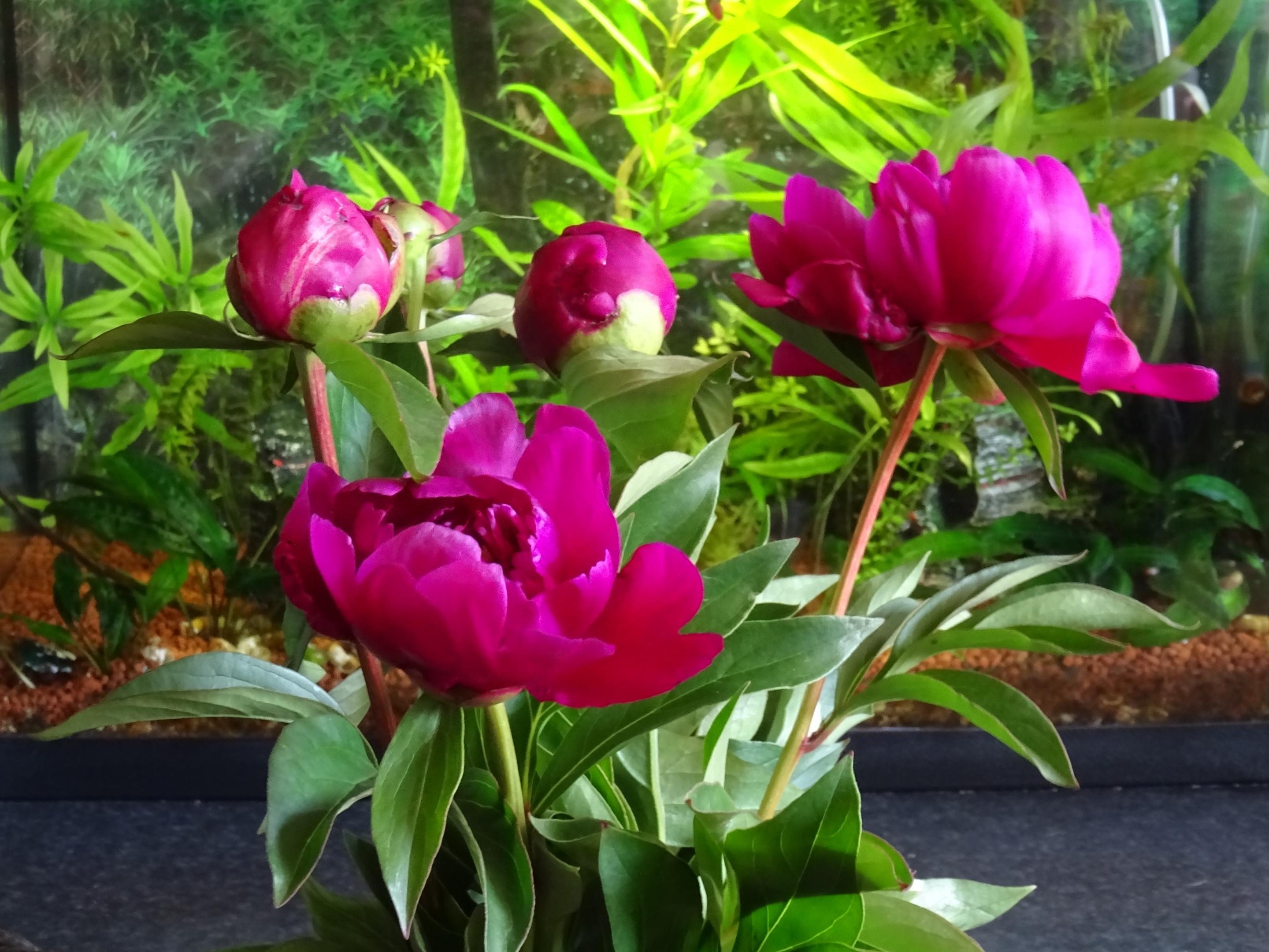 2018-0435