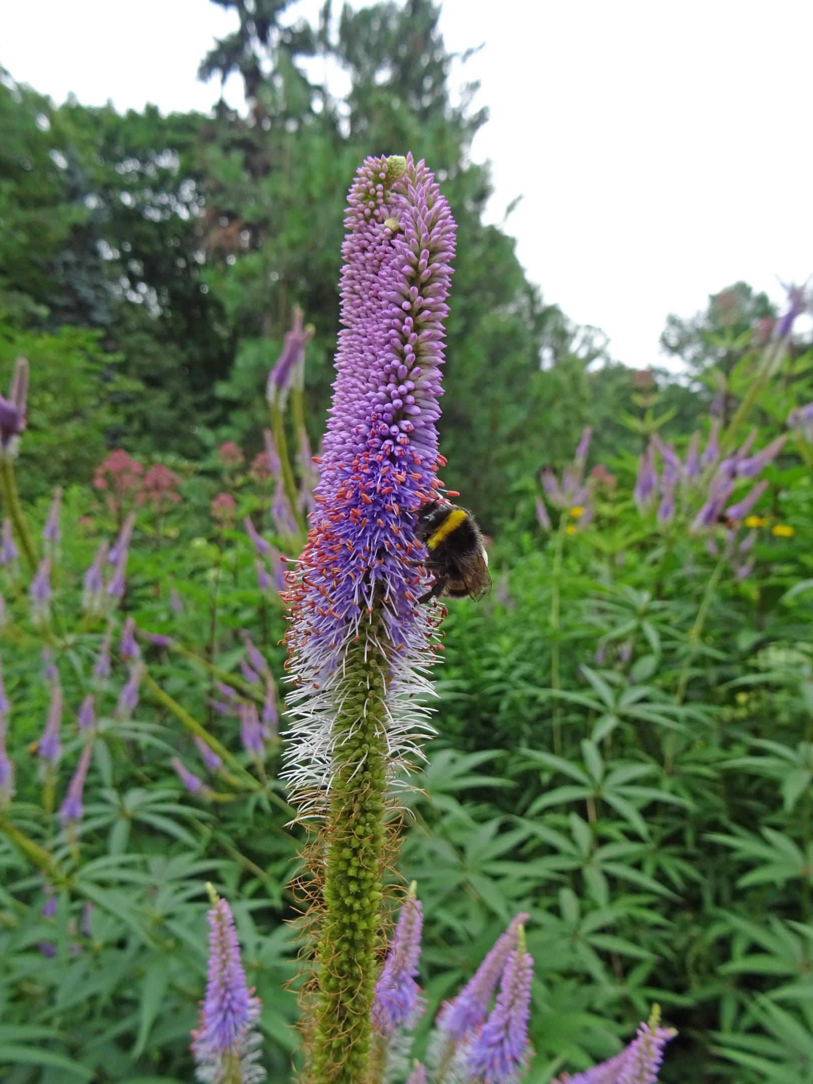2018-0780