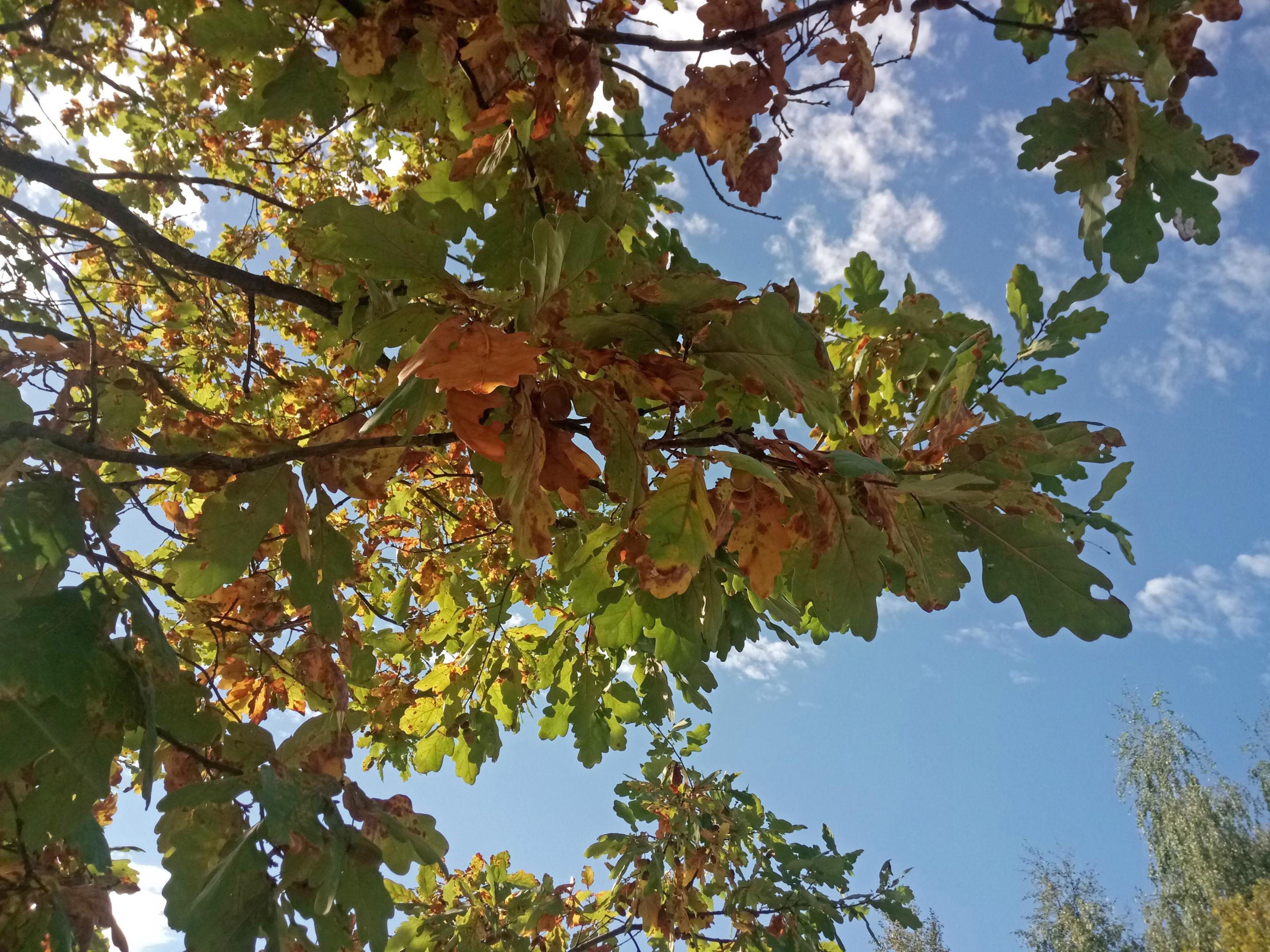2018-1107
