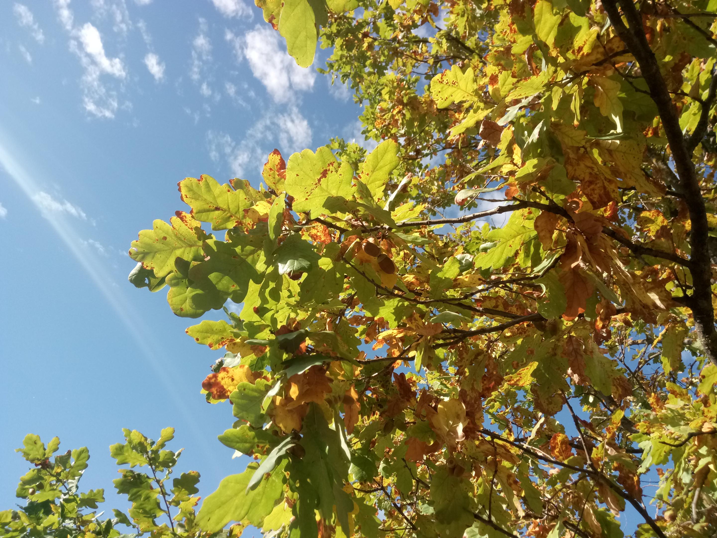 2018-1109