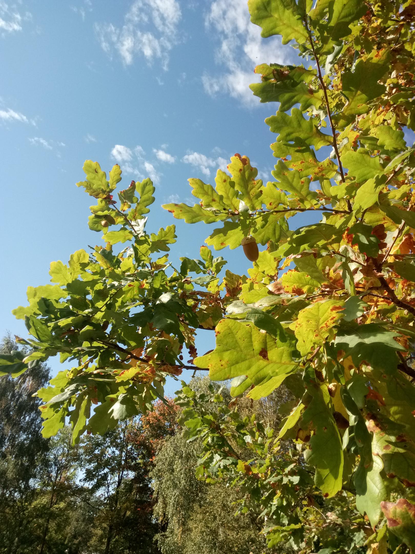 2018-1110