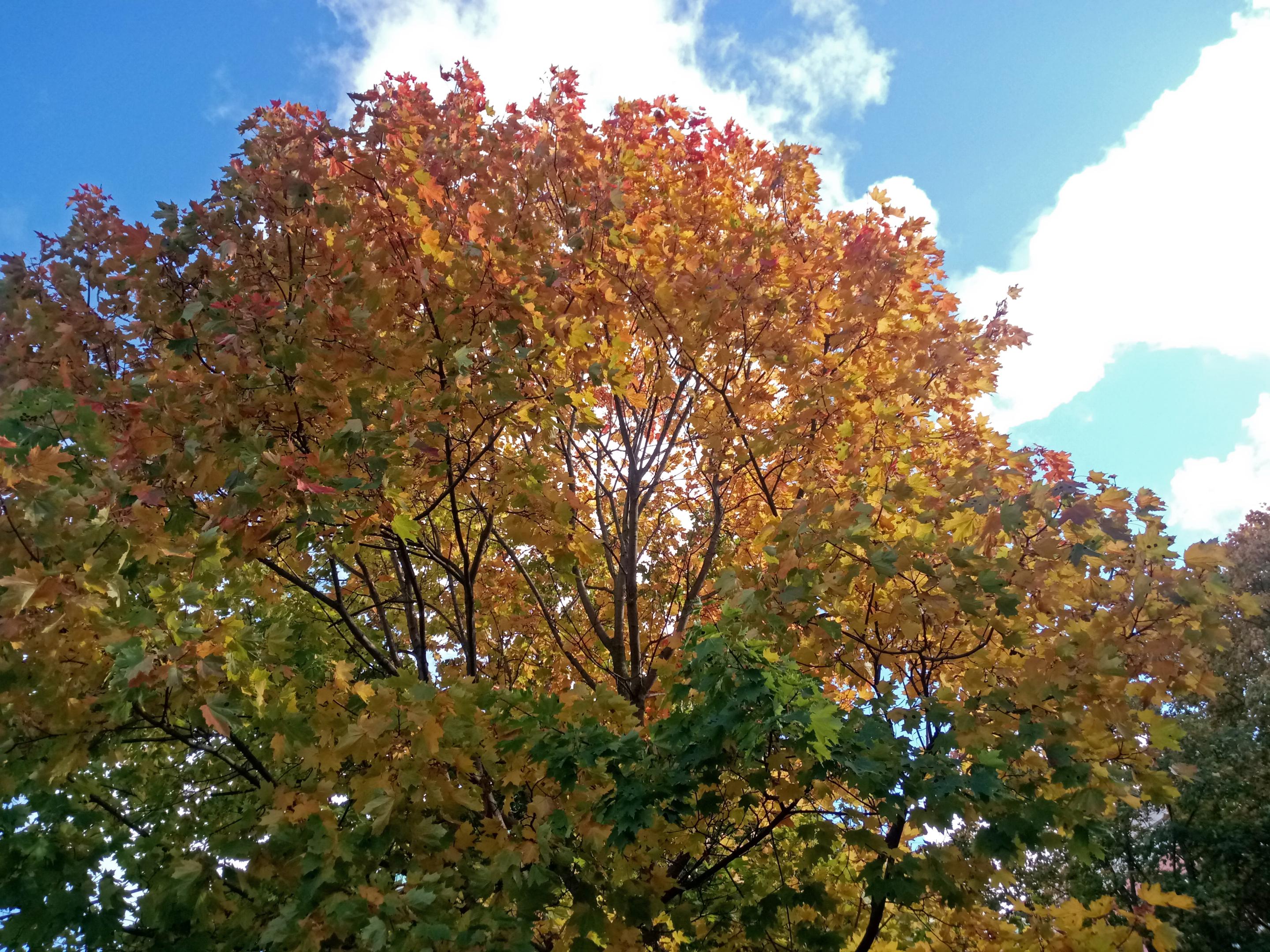 2018-1145
