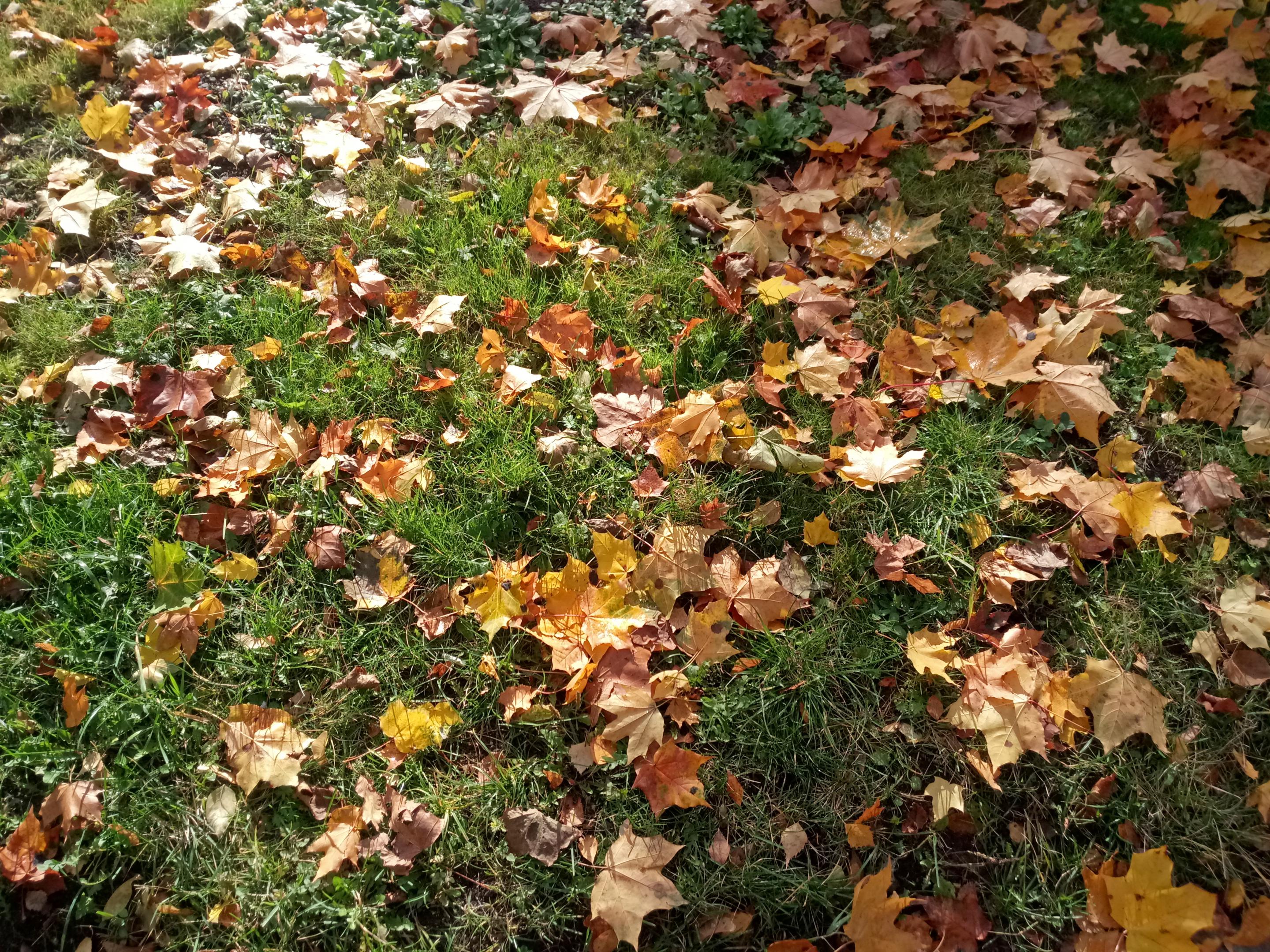 2018-1155