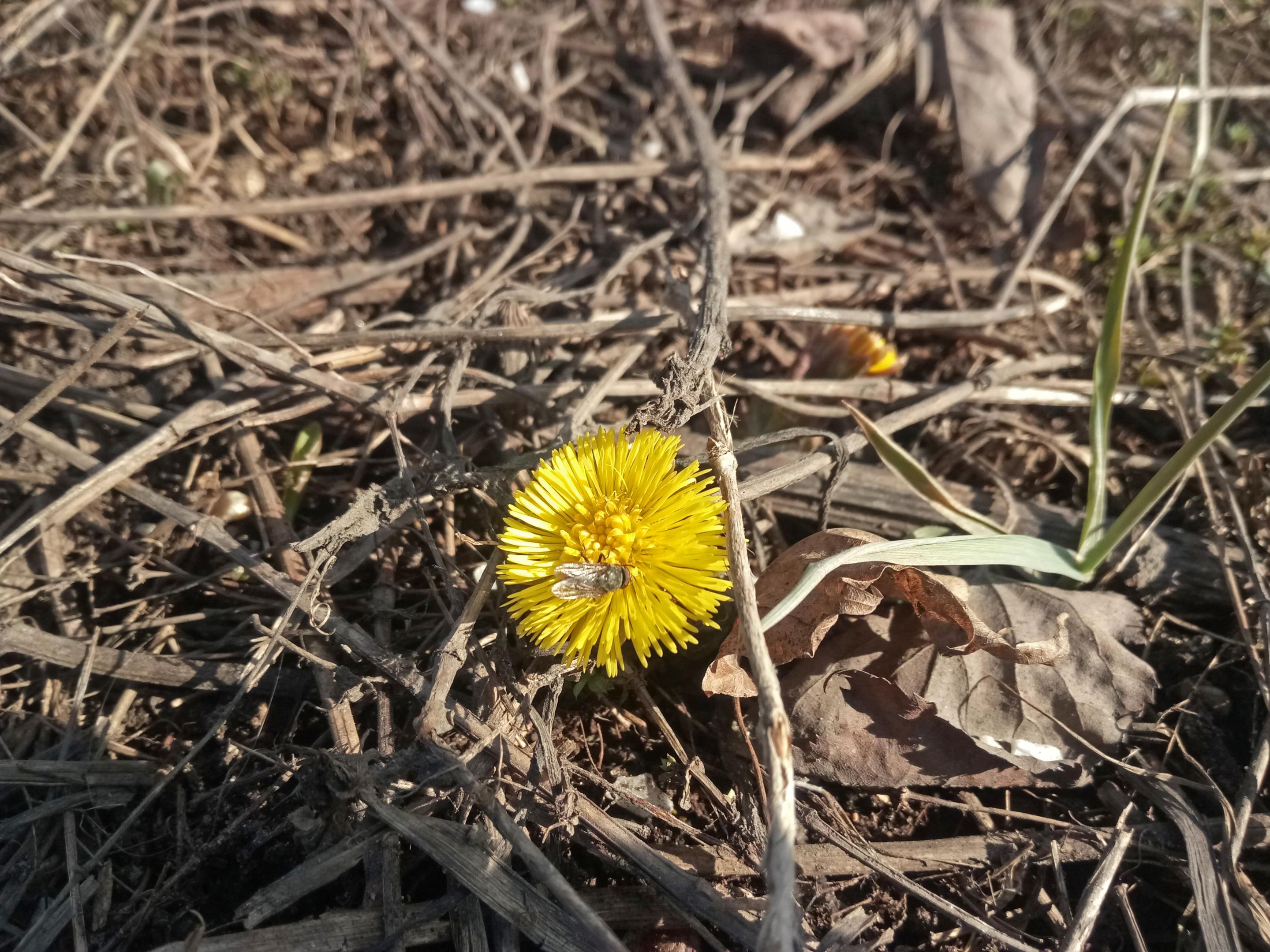 2019-0447