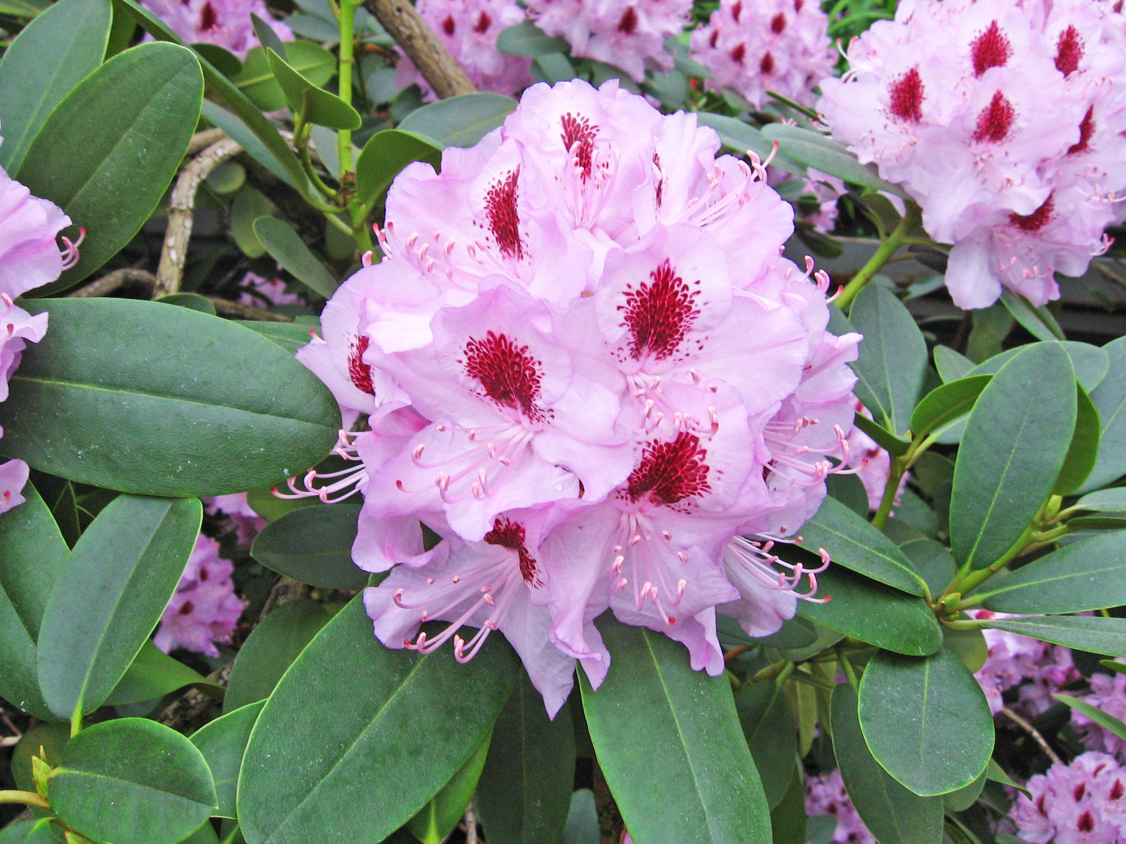 2009-0203