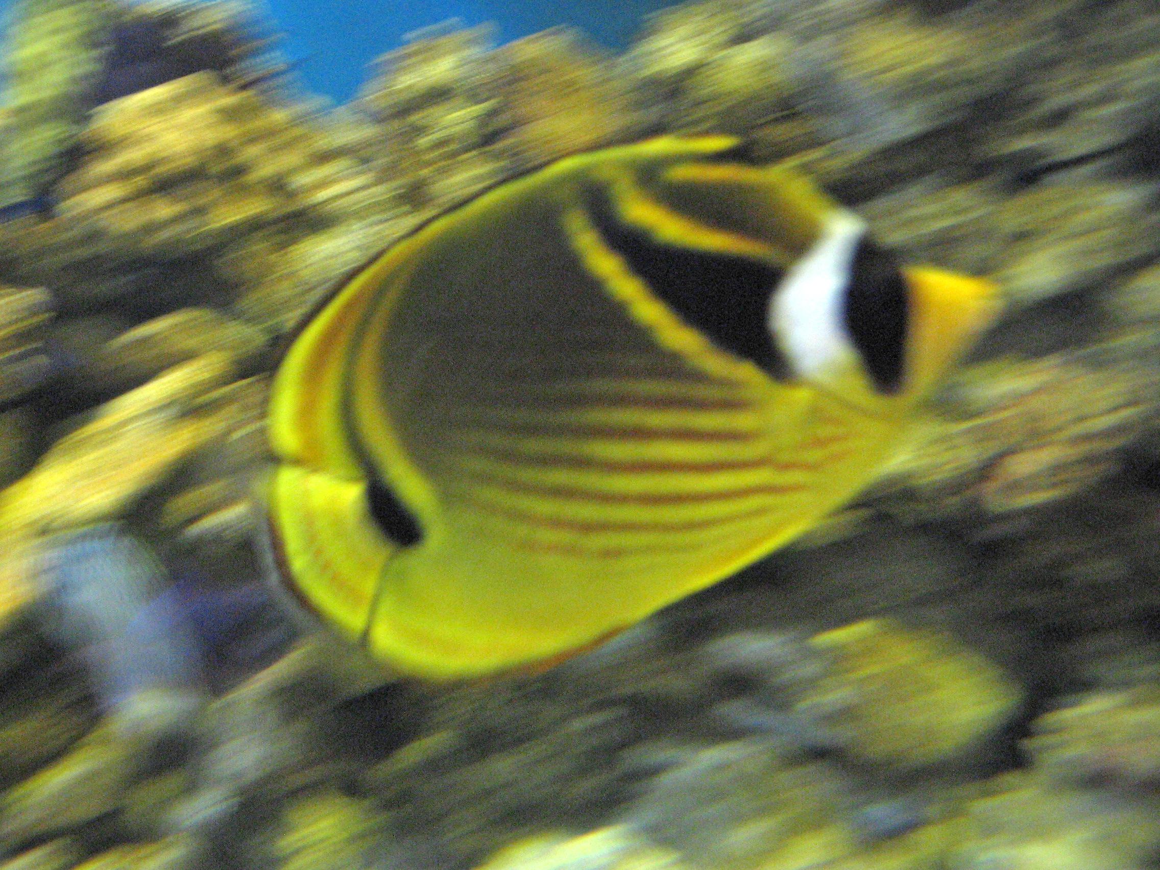 2009-0306