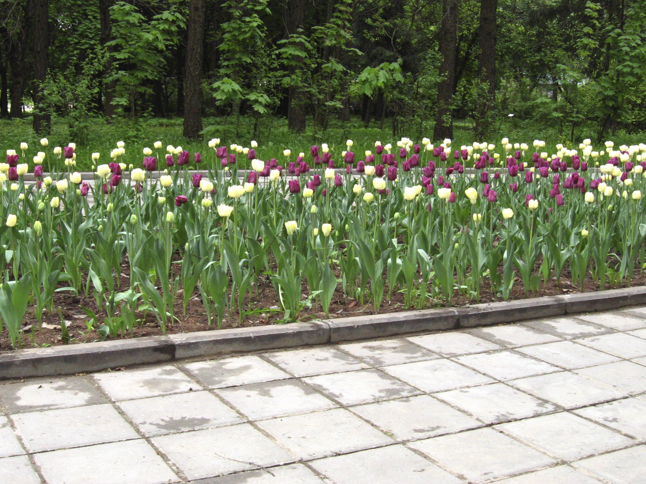 2009-0704