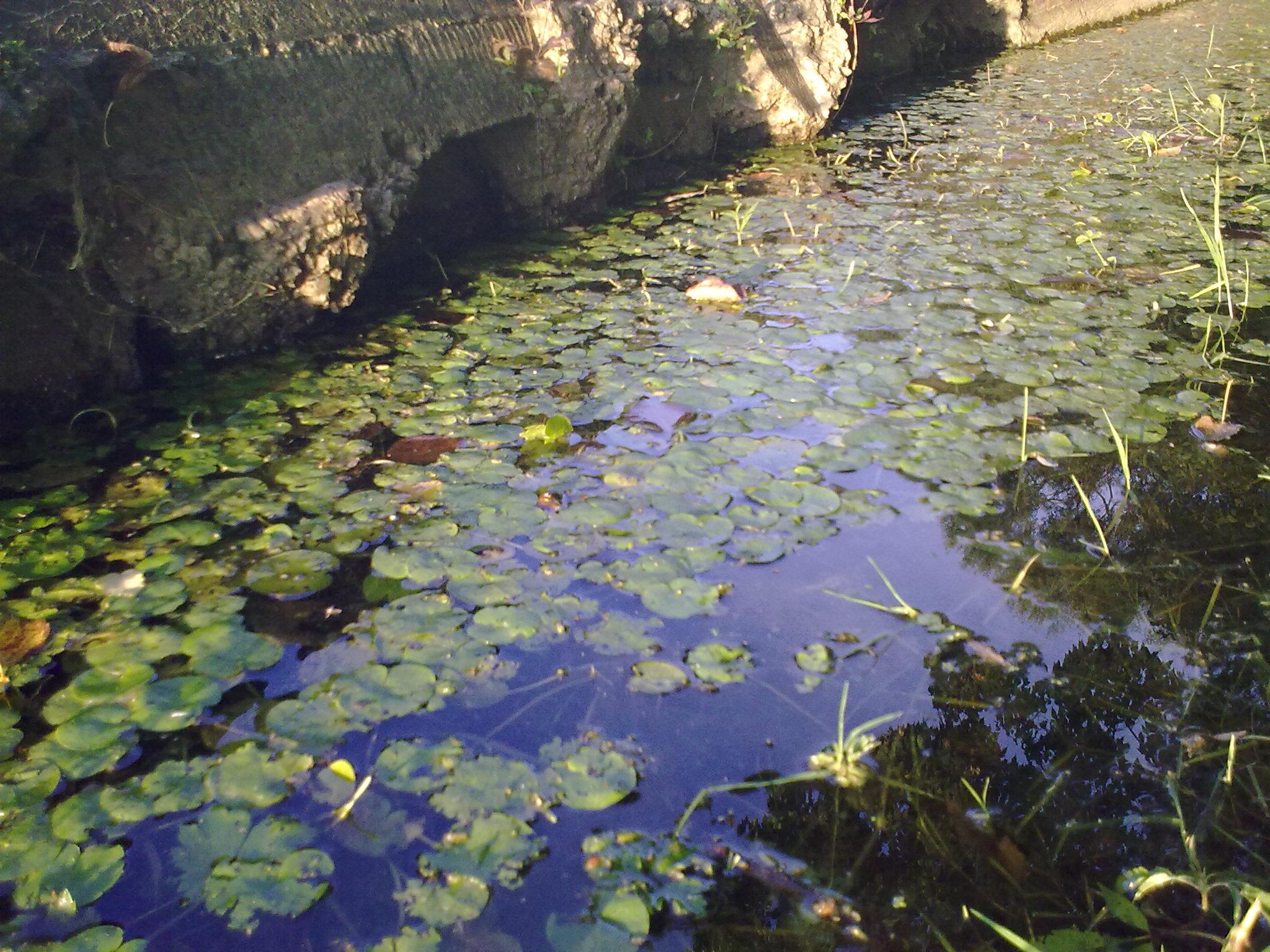 2009-1006