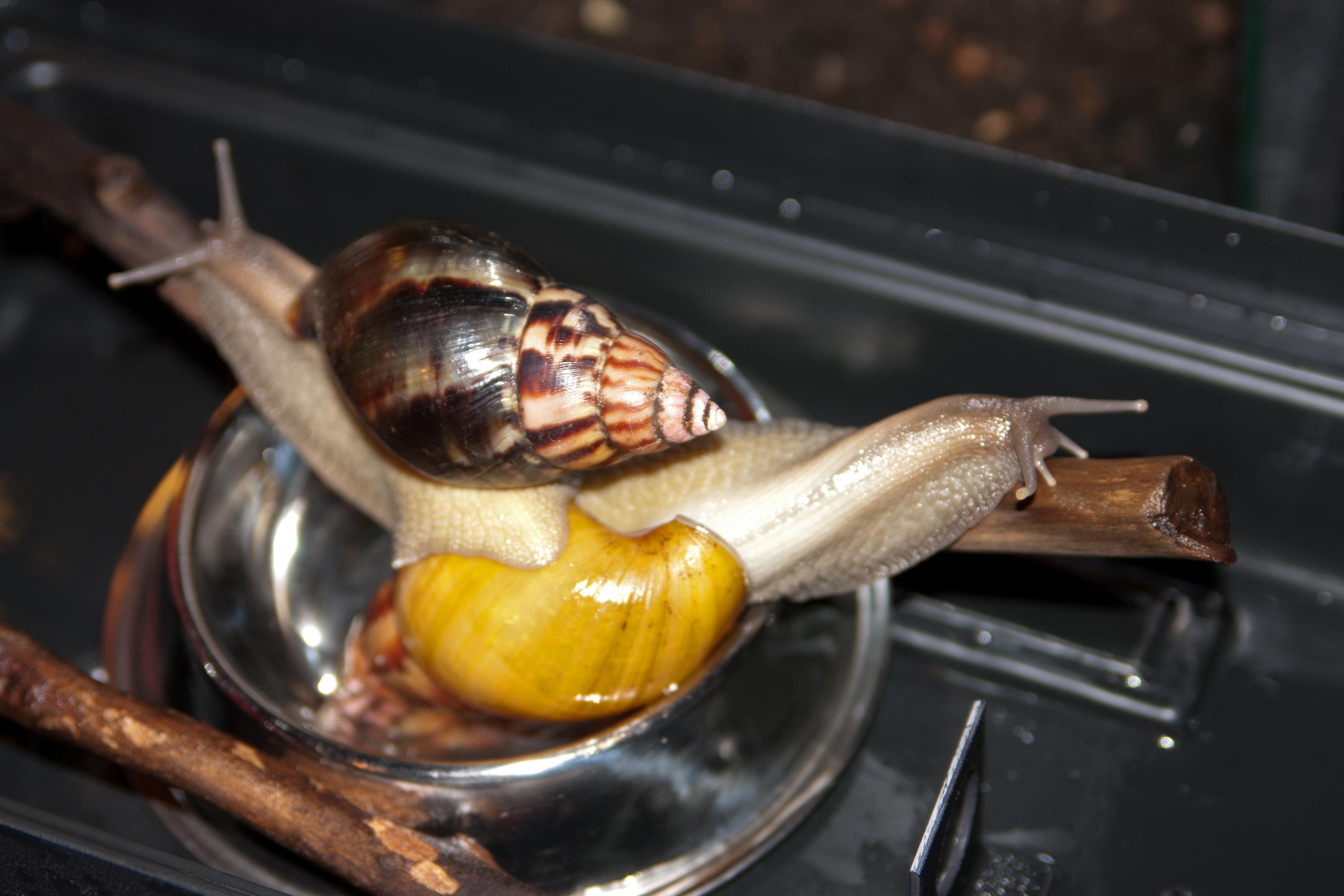 2010-1066